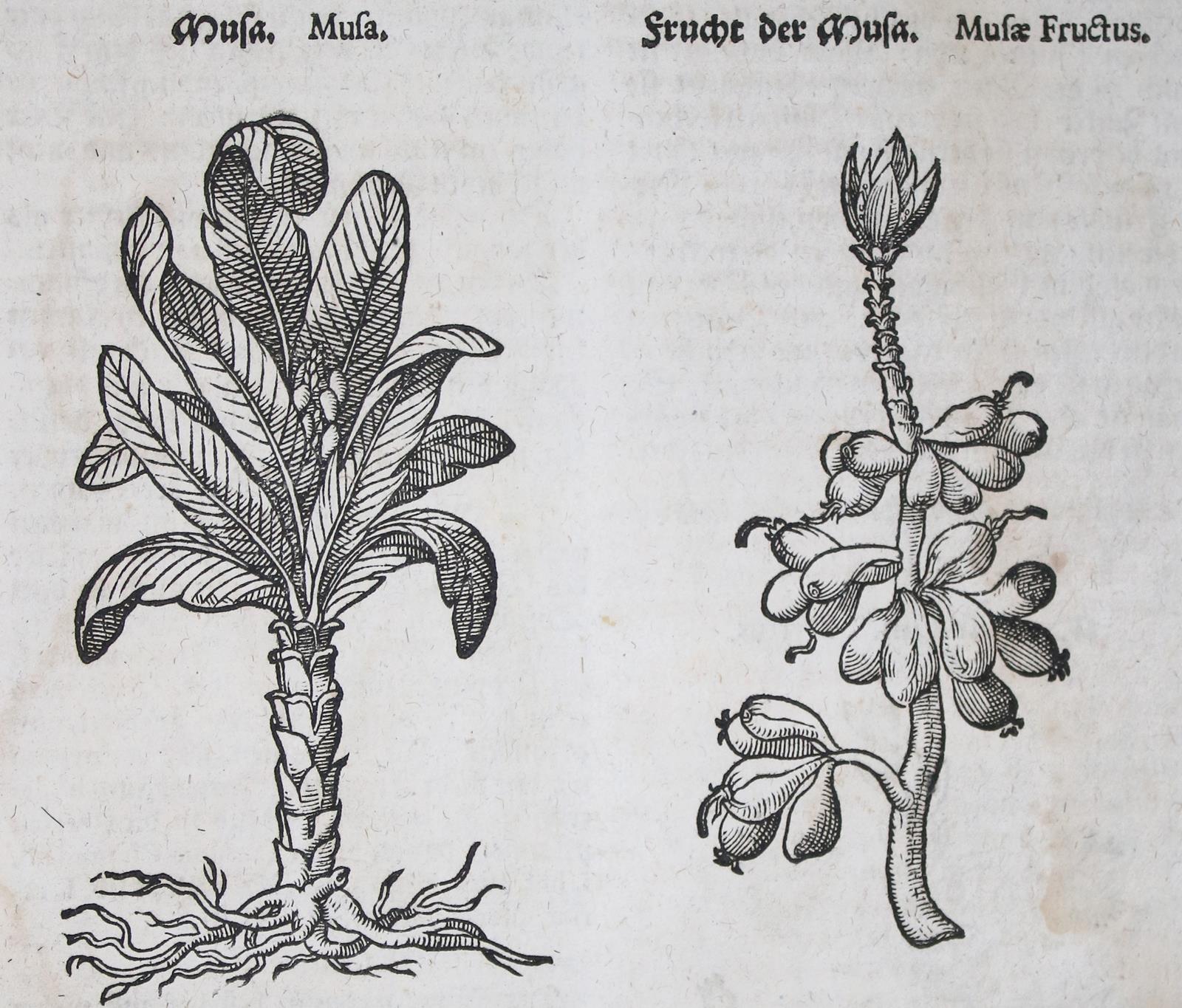 Zwinger,T. | Bild Nr.3