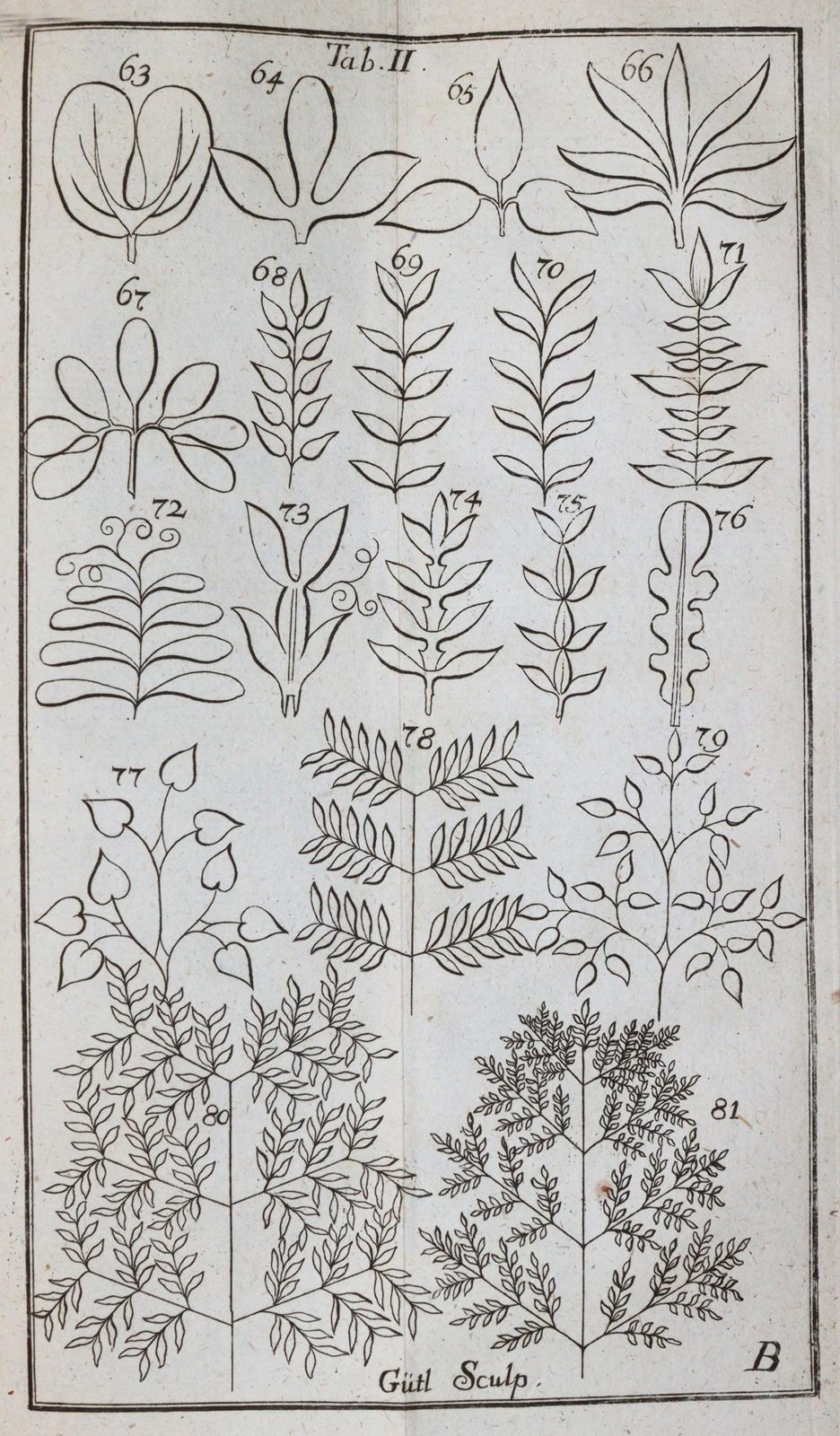 Linné,C.v. | Bild Nr.2