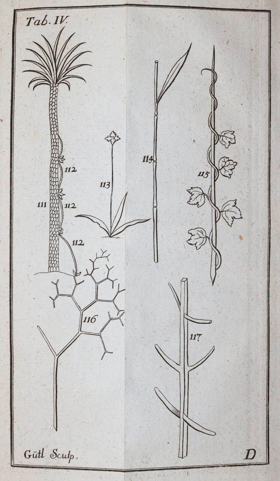 Linné,C.v. | Bild Nr.3