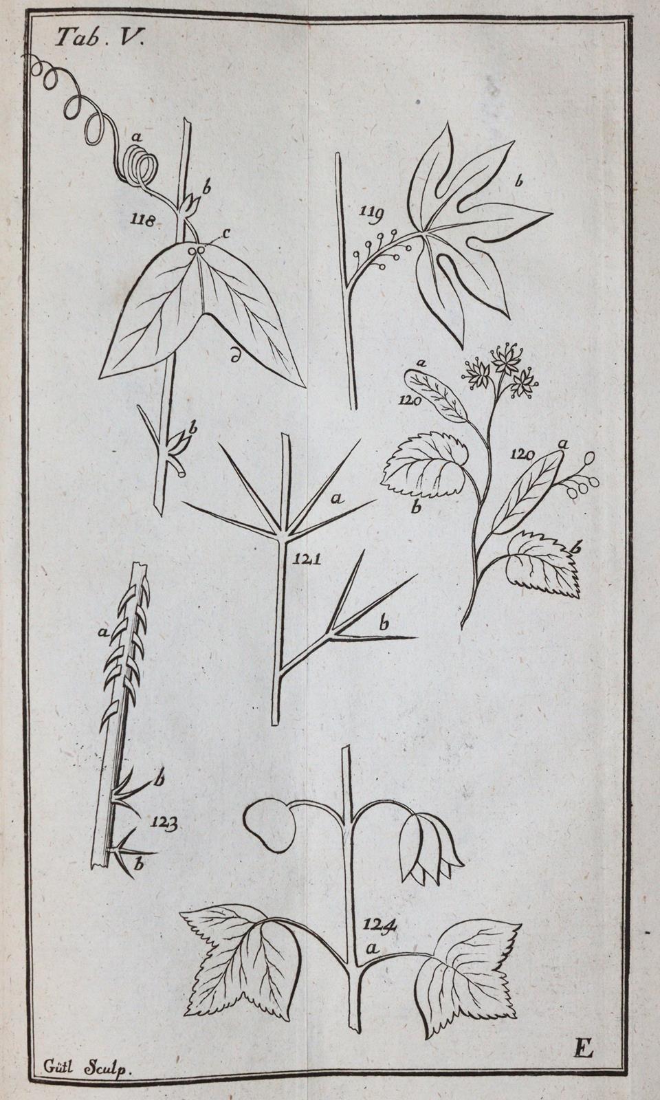 Linné,C.v. | Bild Nr.4