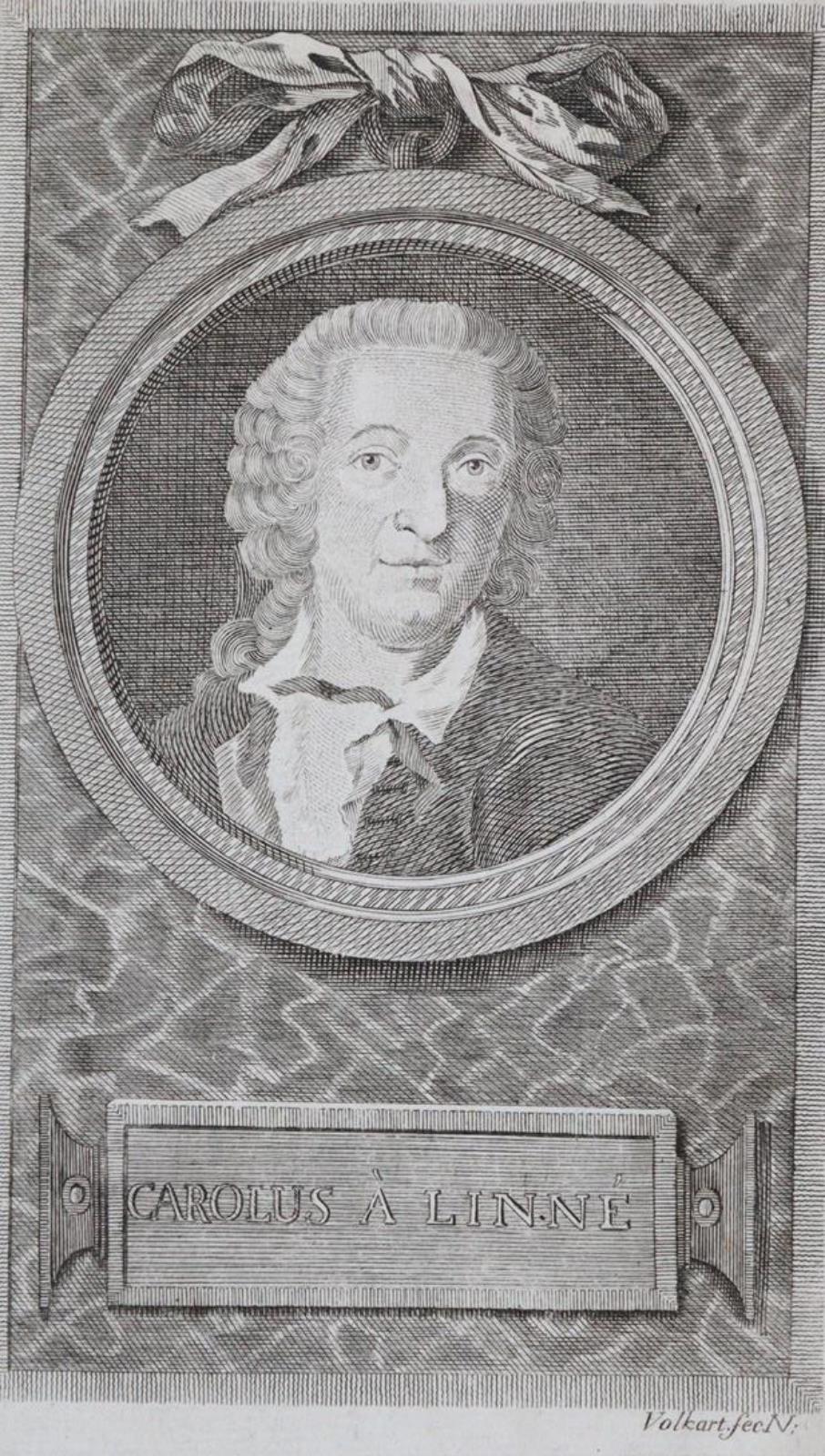 Linné,C.v. | Bild Nr.2