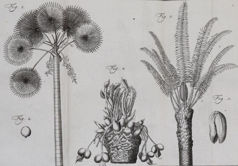 Linné,C.v. | Bild Nr.3