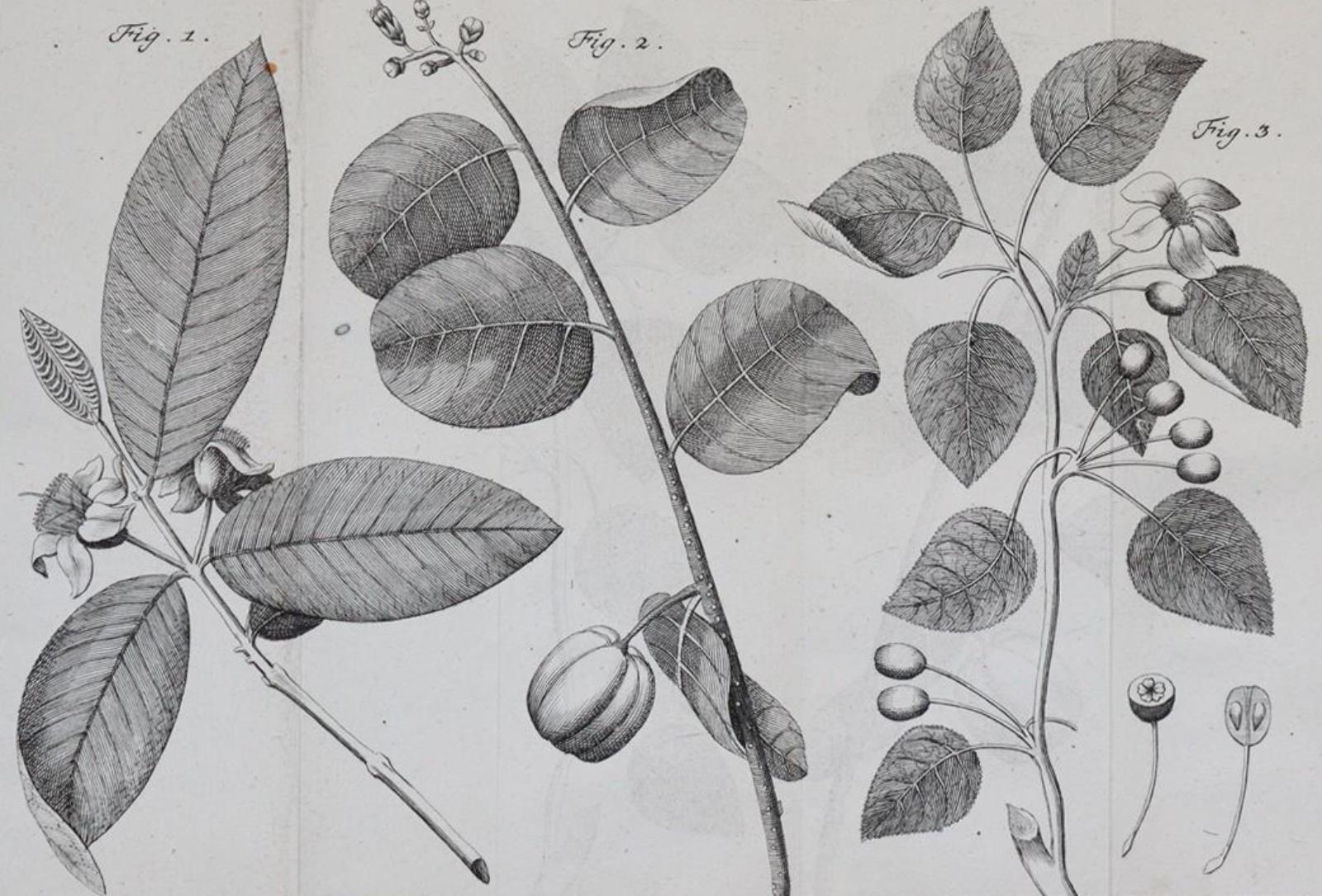 Linné,C.v. | Bild Nr.6