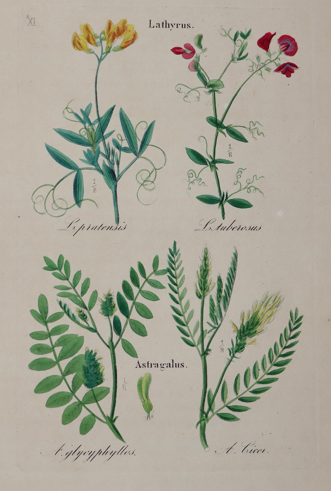 Loebe,W. (Hrsg.). | Bild Nr.2