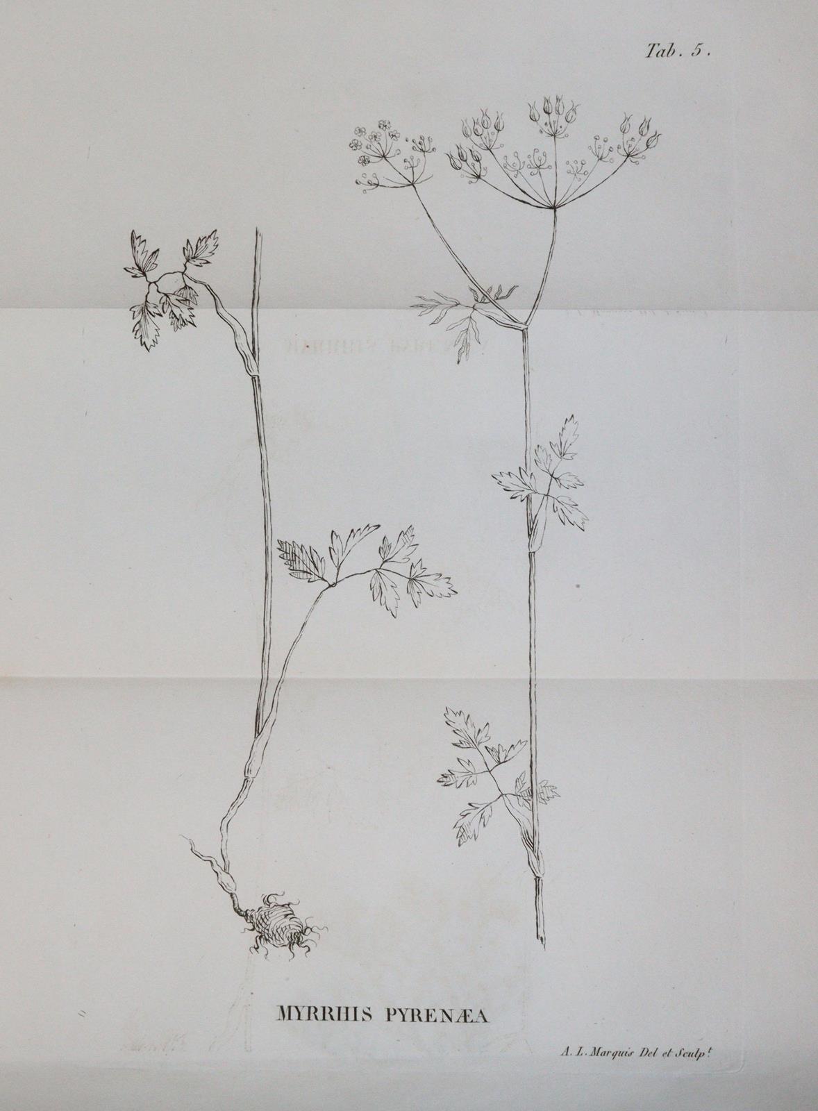 Loiseleur Deslongchamps,J.L.A. | Bild Nr.3