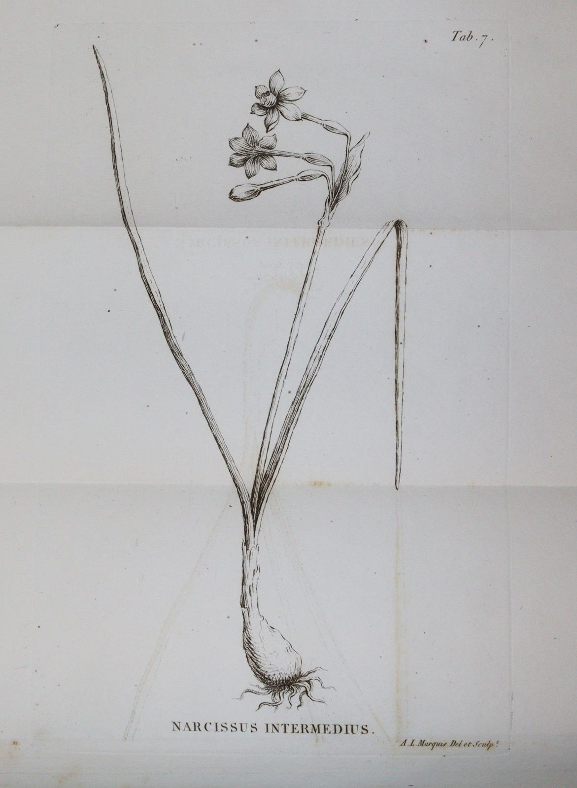 Loiseleur Deslongchamps,J.L.A. | Bild Nr.4