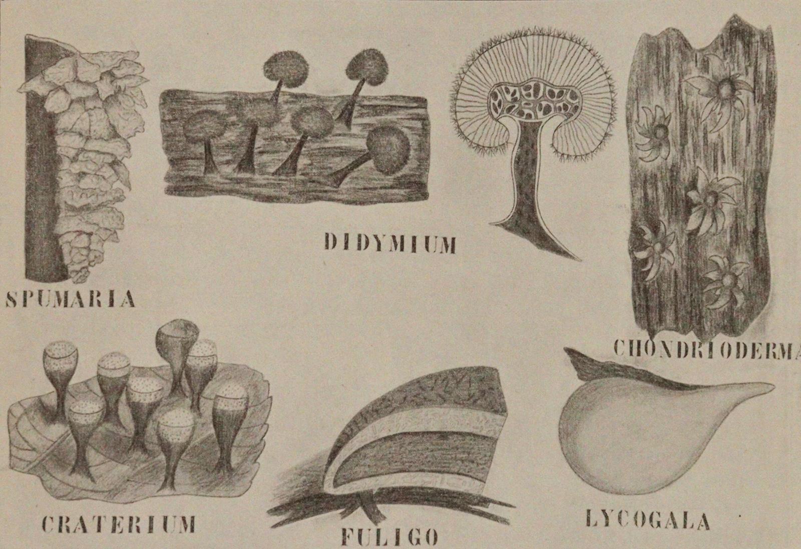 Lotsy,J.P. | Bild Nr.2