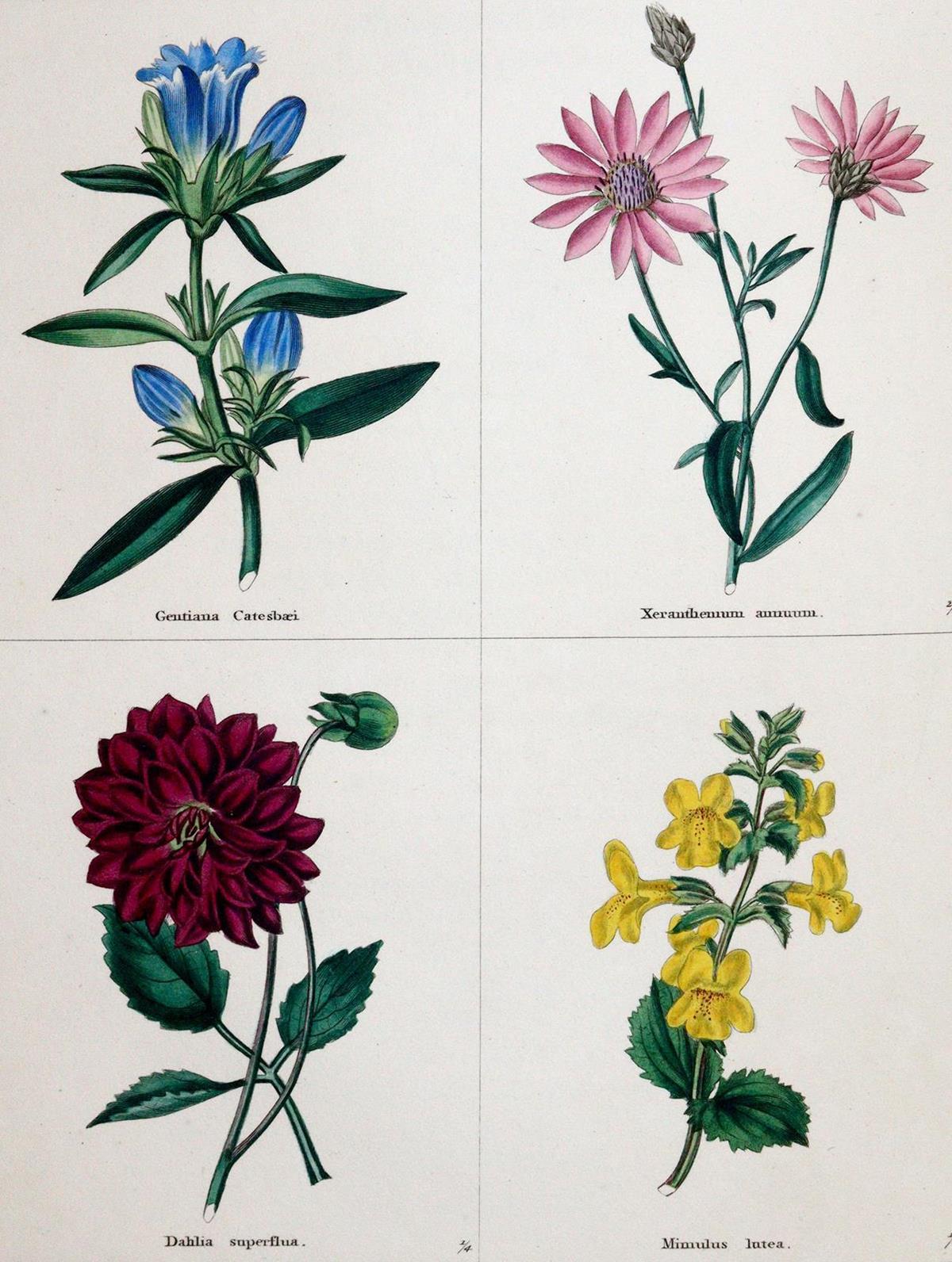 Maund,B. | Bild Nr.1