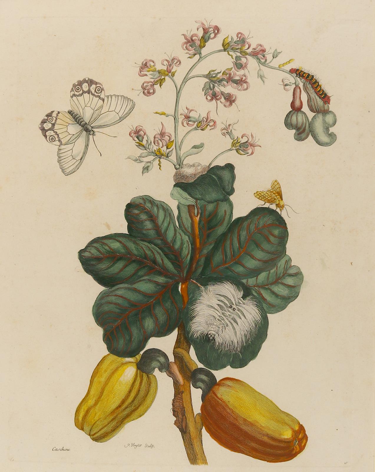 Merian, Maria Sibylla | Bild Nr.1