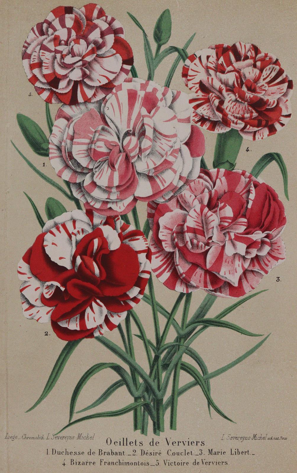 Morren,C. u. E. | Bild Nr.2