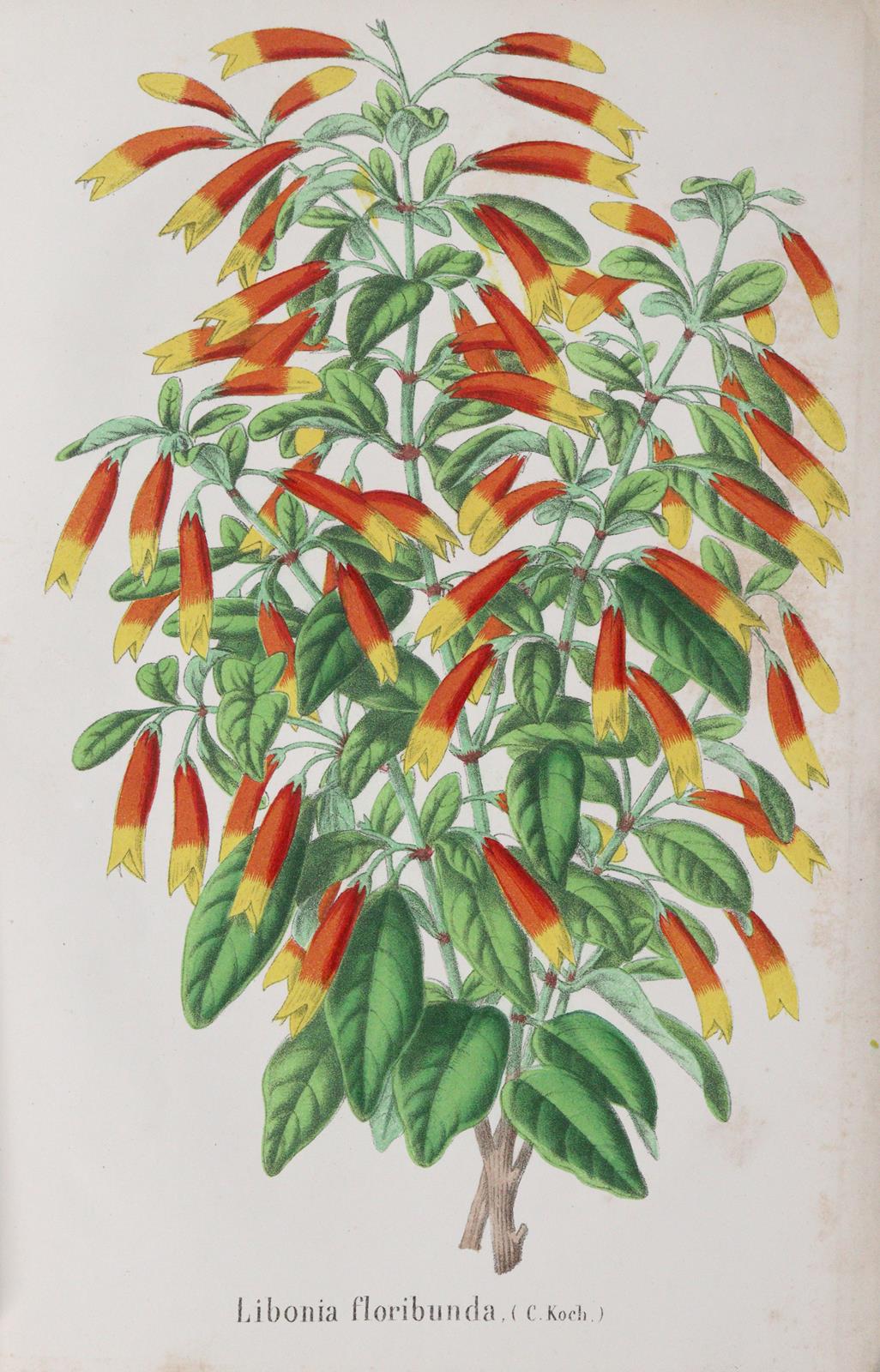 Morren,C. u. E. | Bild Nr.3