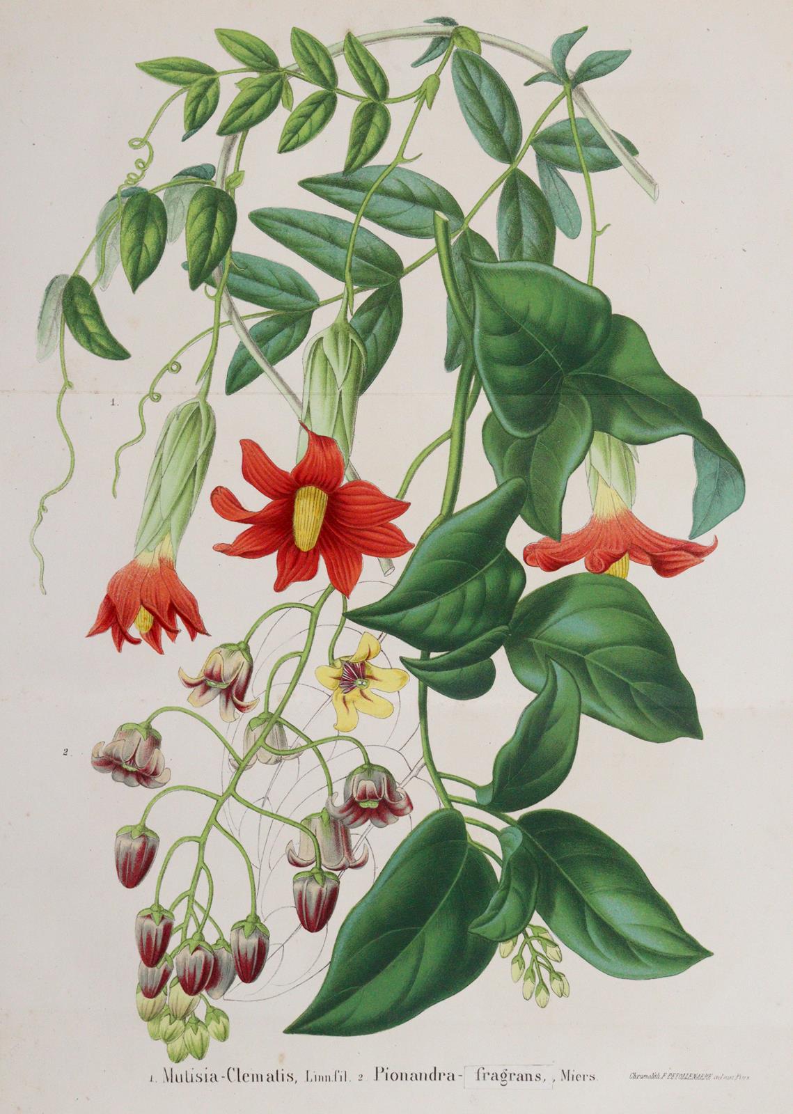 Morren,C. u. E. | Bild Nr.4