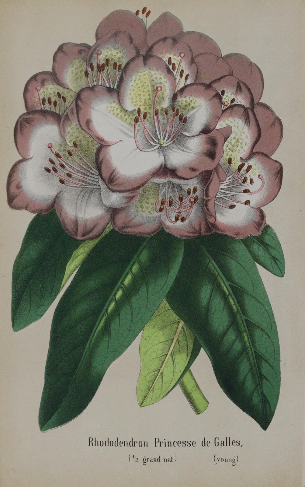 Morren,C. u. E. | Bild Nr.5