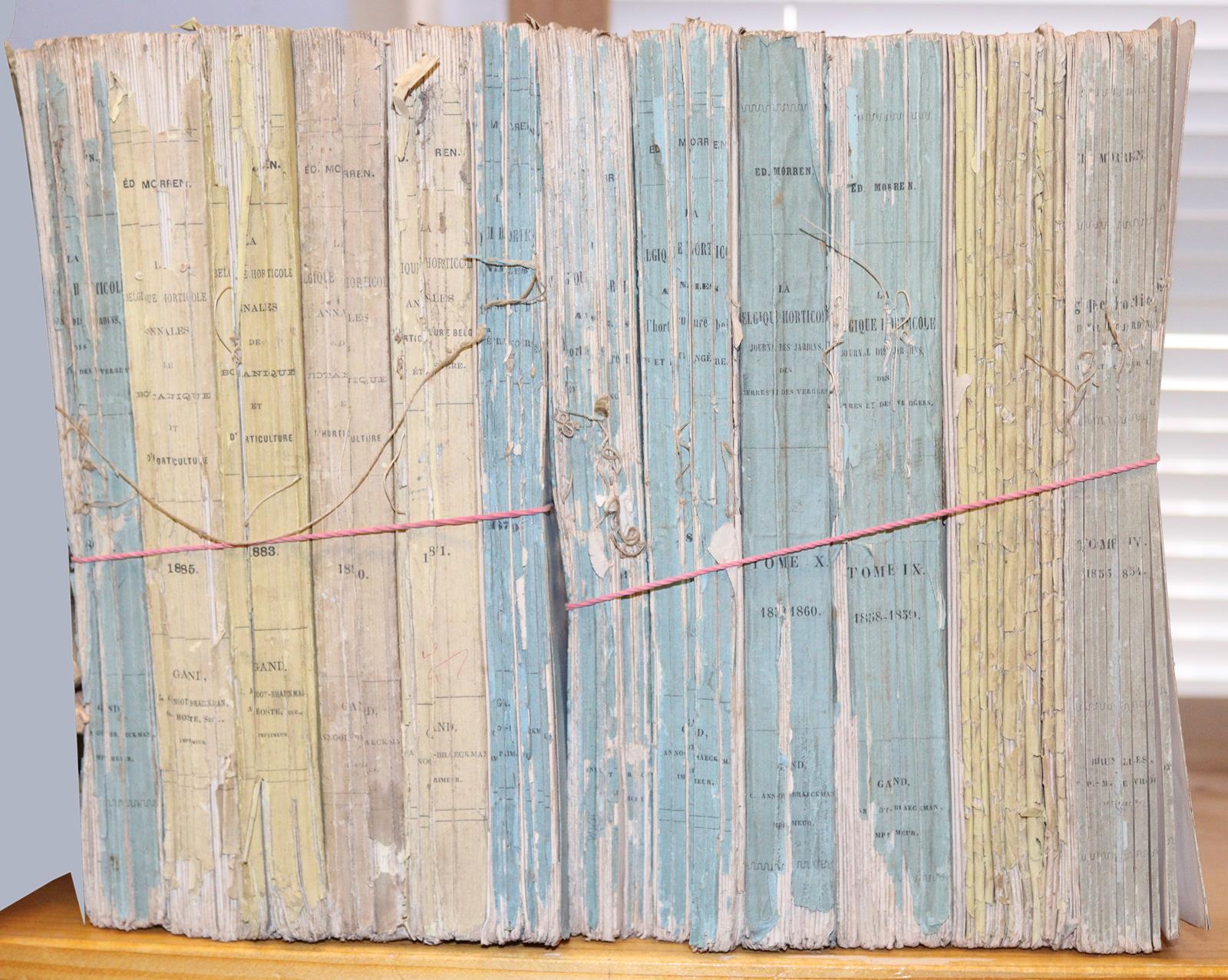 Morren,C. u. E. | Bild Nr.6