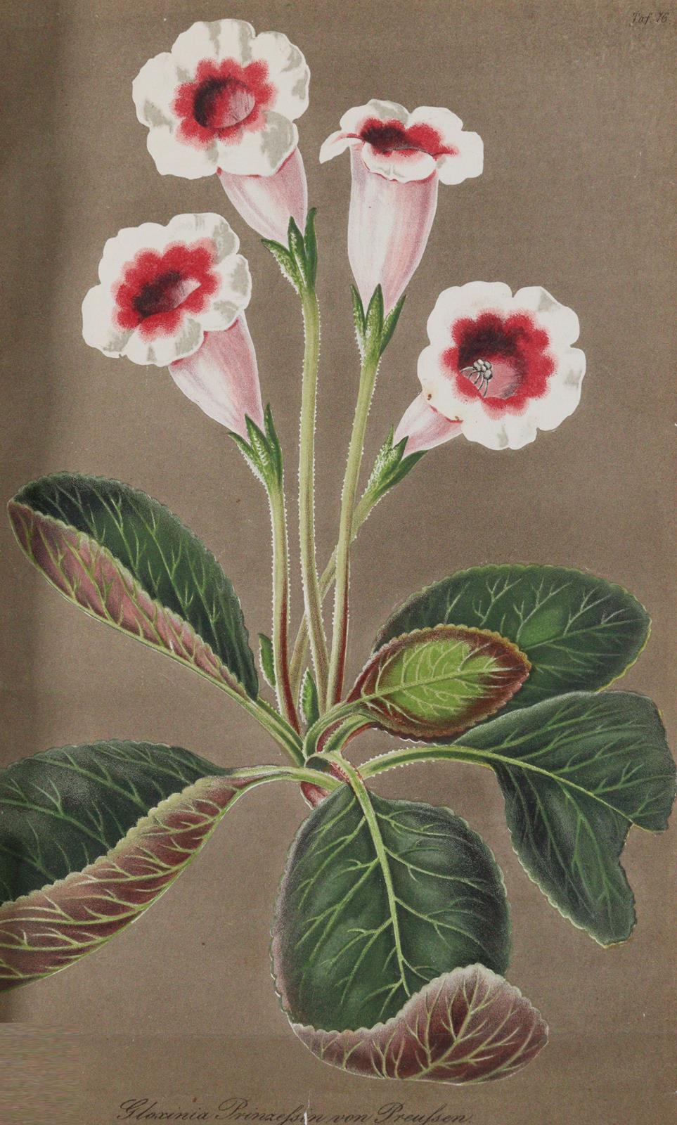 Regel,E. (Hrsg.). | Bild Nr.2