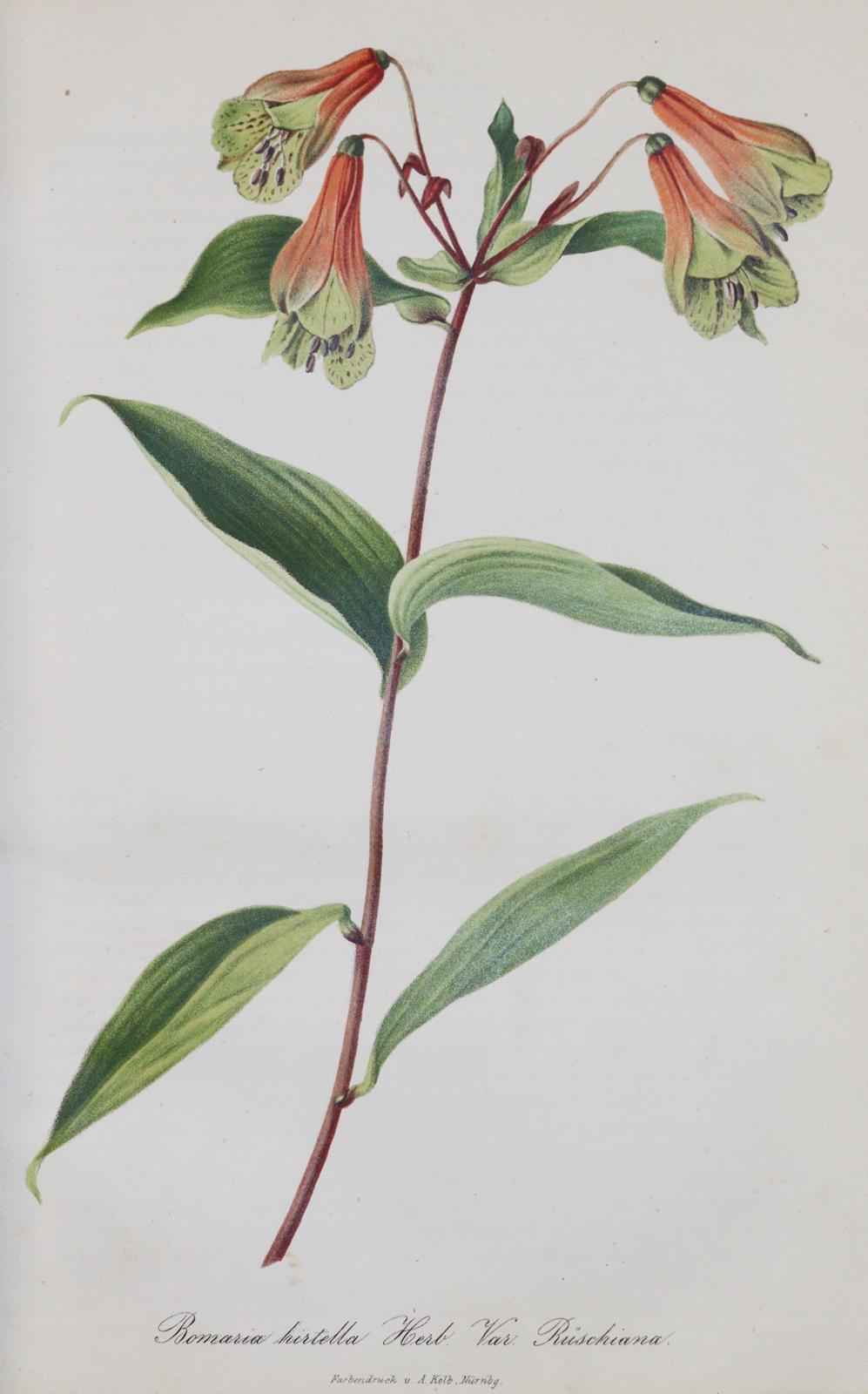 Regel,E. (Hrsg.). | Bild Nr.3