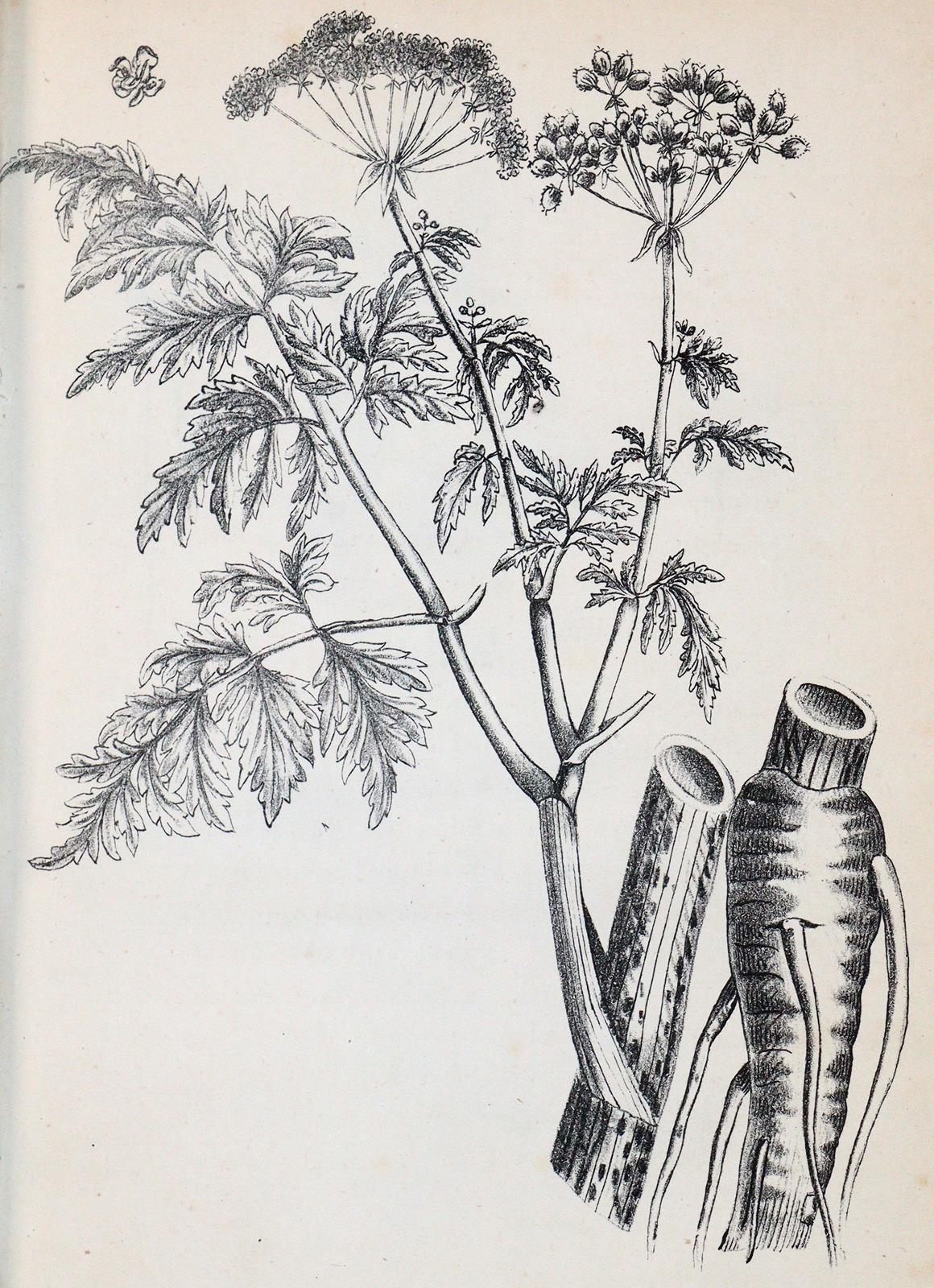 (Hegetschweiler,J.). | Bild Nr.2