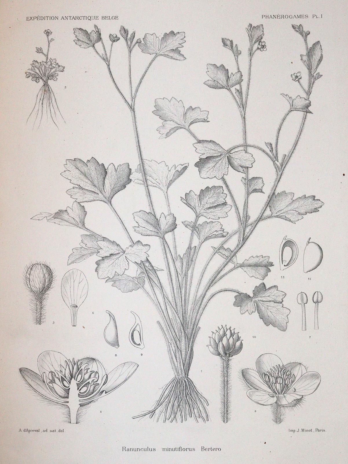 Wildeman,E.de. | Bild Nr.2