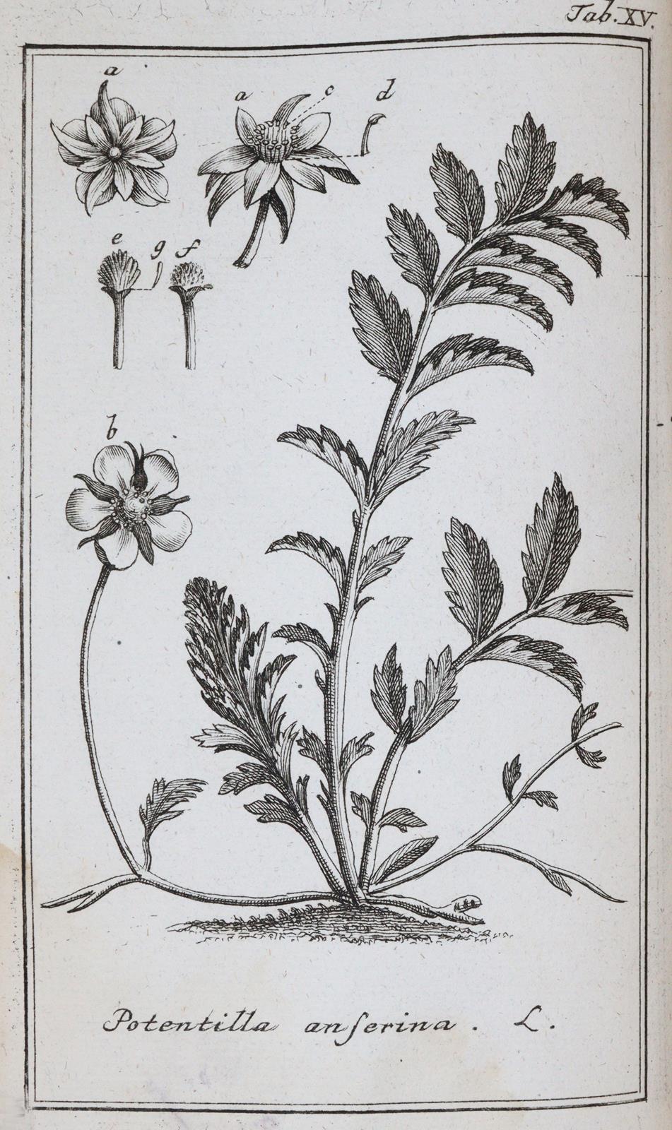 (Zorn,J.). | Bild Nr.3