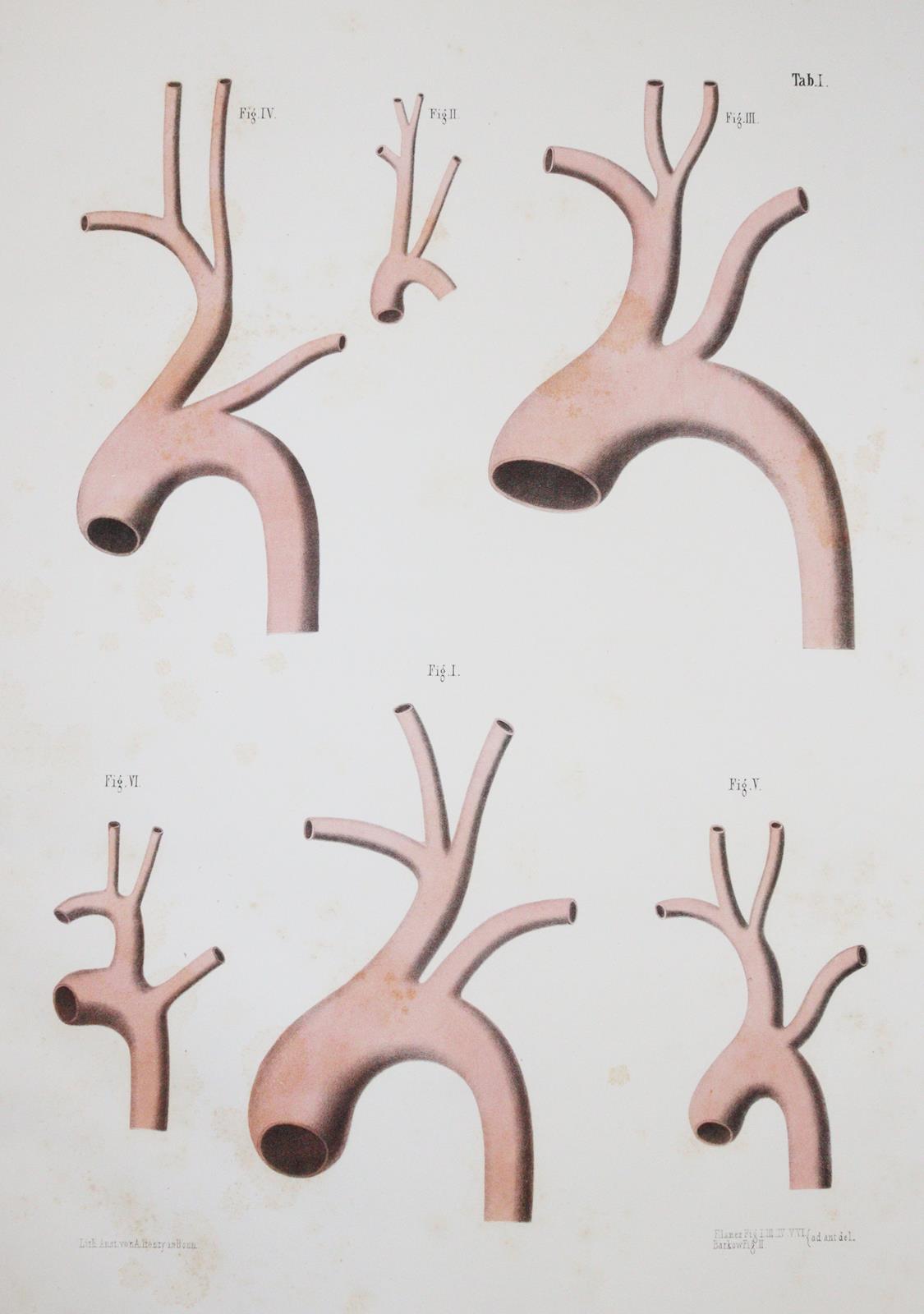 Barkow,H.C.L. | Bild Nr.2