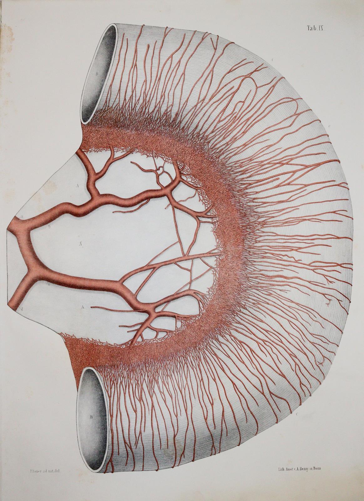 Barkow,H.C.L. | Bild Nr.3