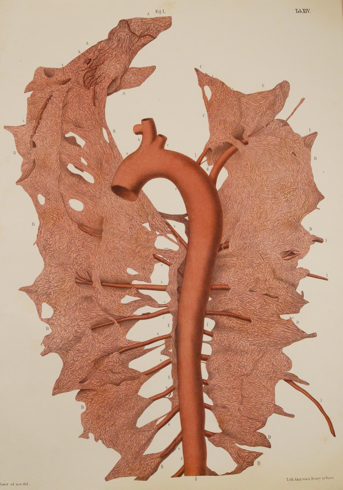 Barkow,H.C.L. | Bild Nr.4