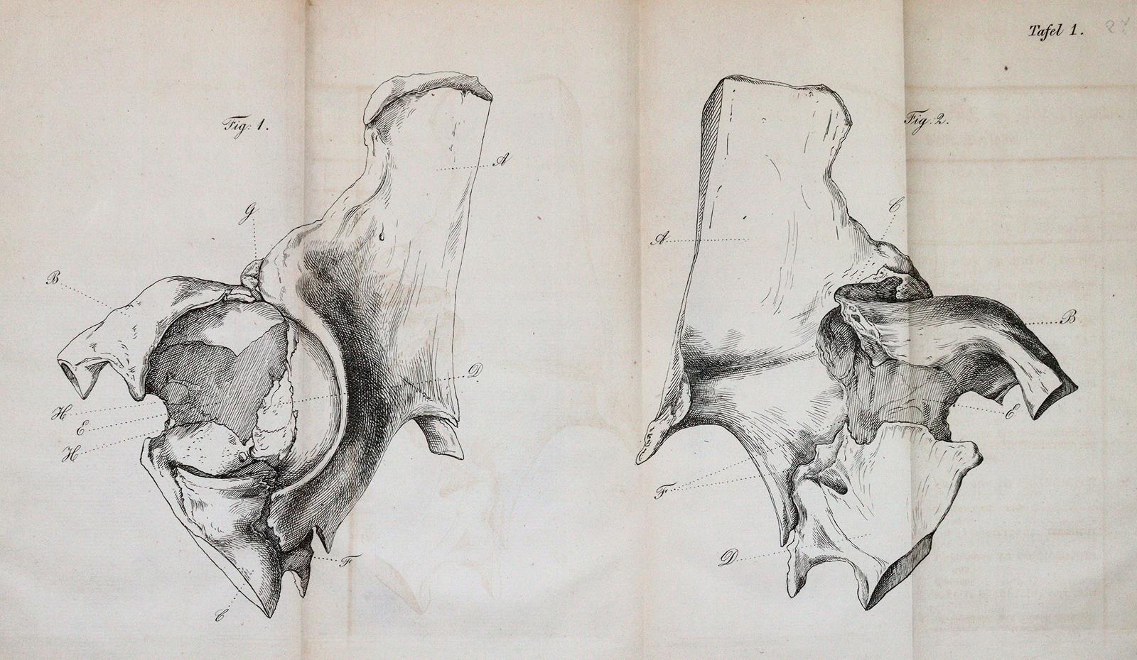 Fricke,J.C.G. | Bild Nr.2