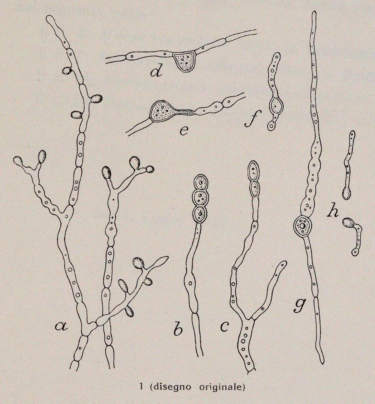 Pollacci,G. u. A.Nannizzi. | Bild Nr.2