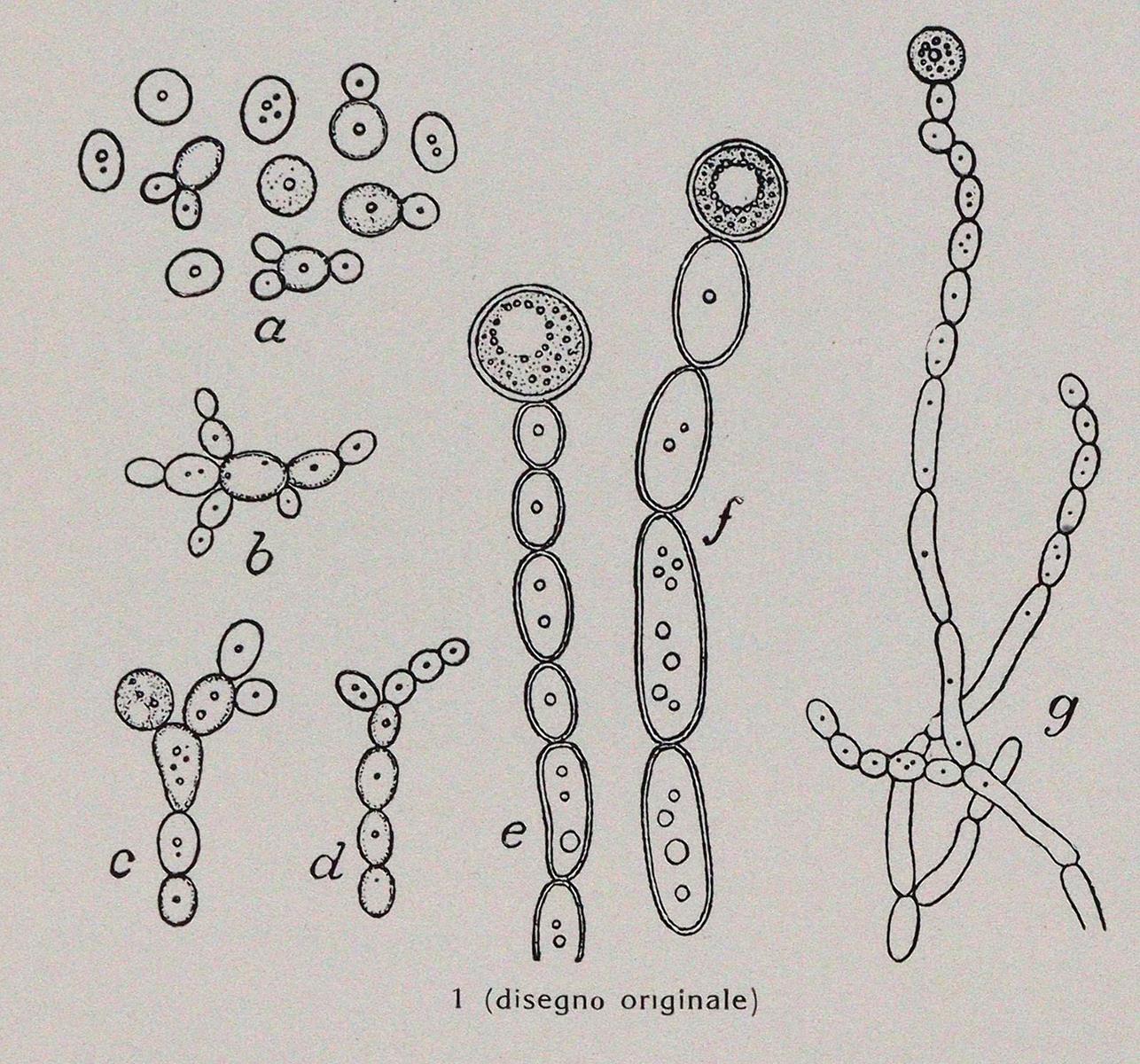 Pollacci,G. u. A.Nannizzi. | Bild Nr.4