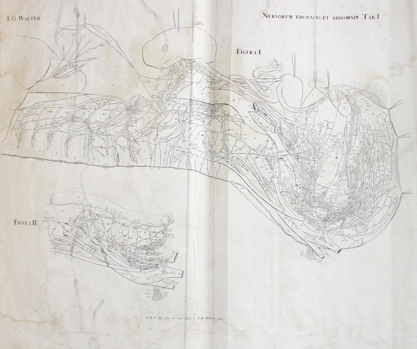 Walter,J.G. | Bild Nr.2