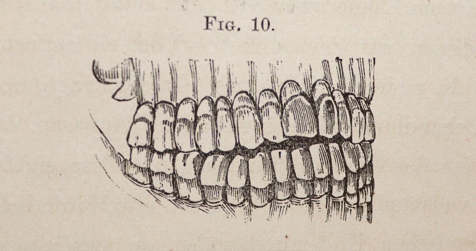 Sewill,H. | Bild Nr.2