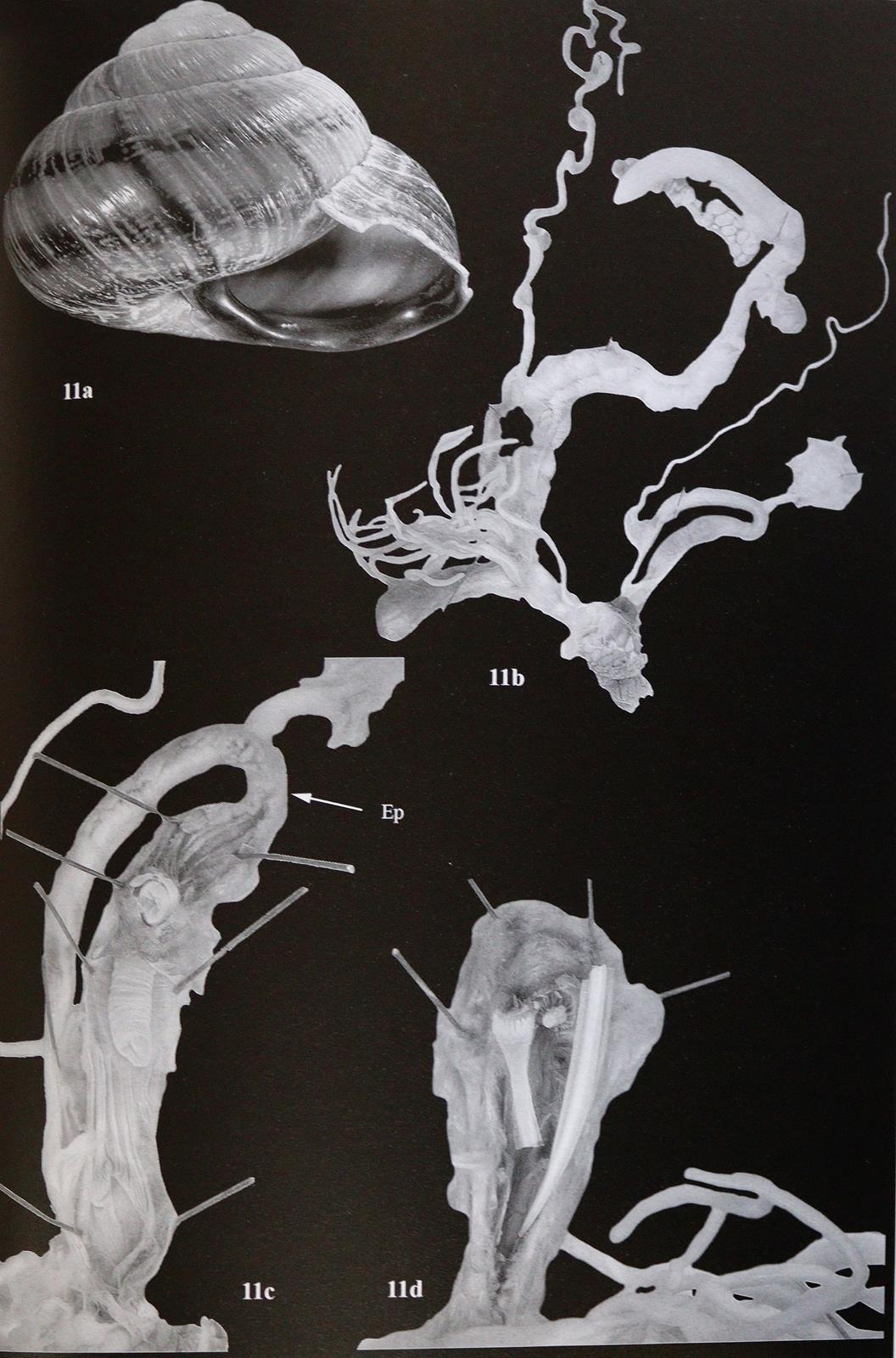 Archiv für Molluskenkunde. | Bild Nr.3
