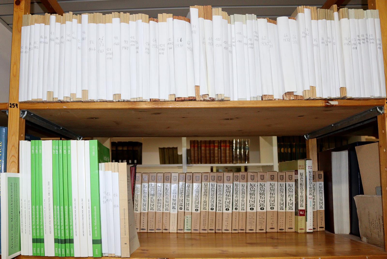 Archiv für Molluskenkunde. | Bild Nr.4