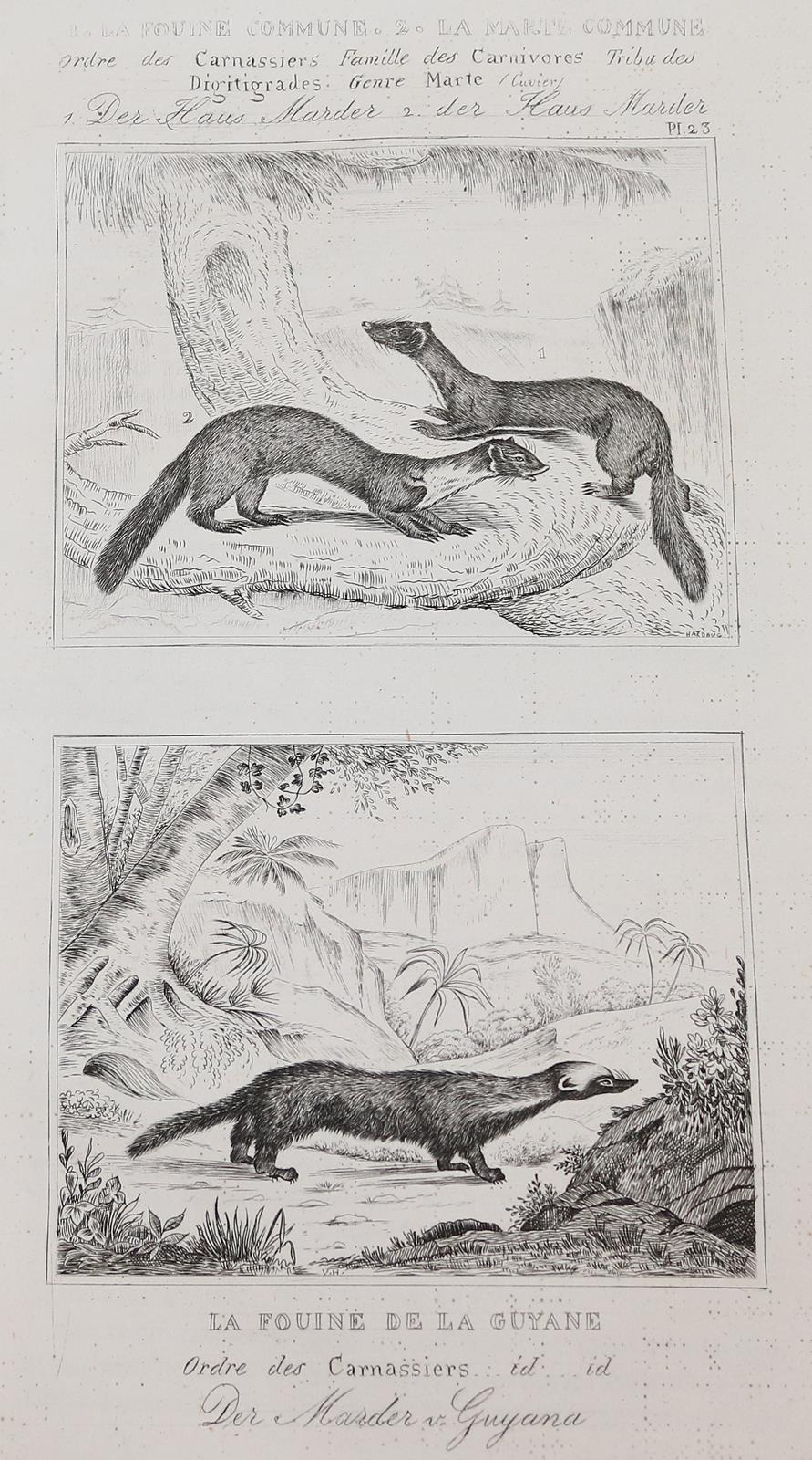 Buffon,(G.L.L.de). | Bild Nr.2