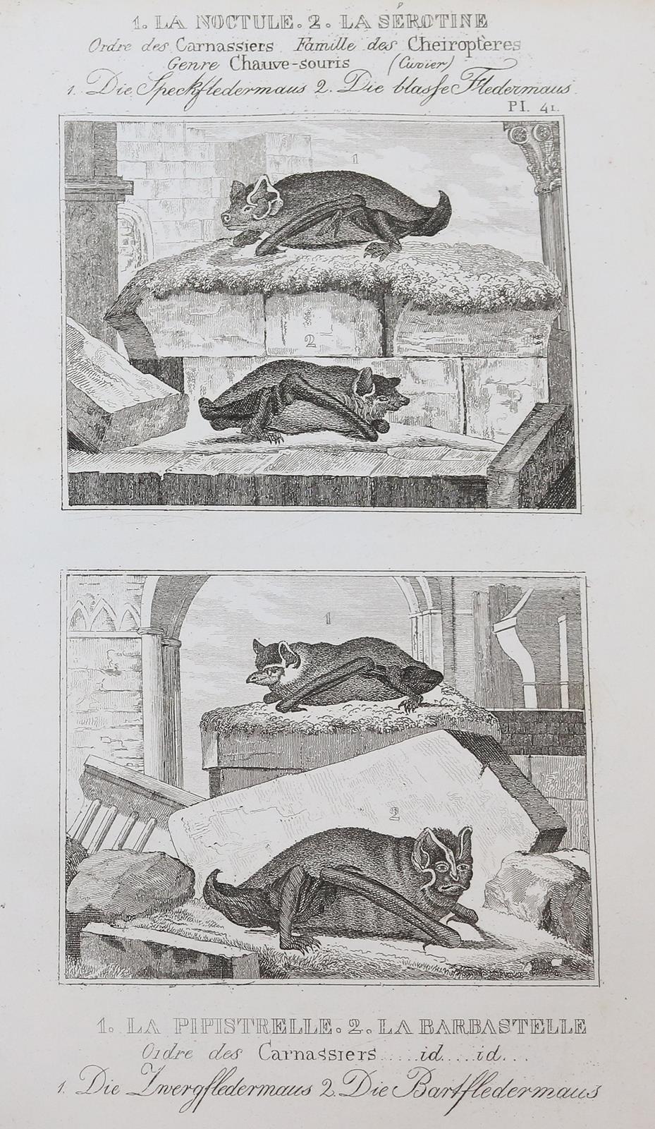 Buffon,(G.L.L.de). | Bild Nr.3