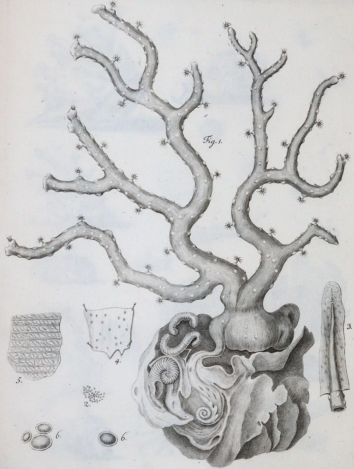 Cavolini,F. | Bild Nr.2