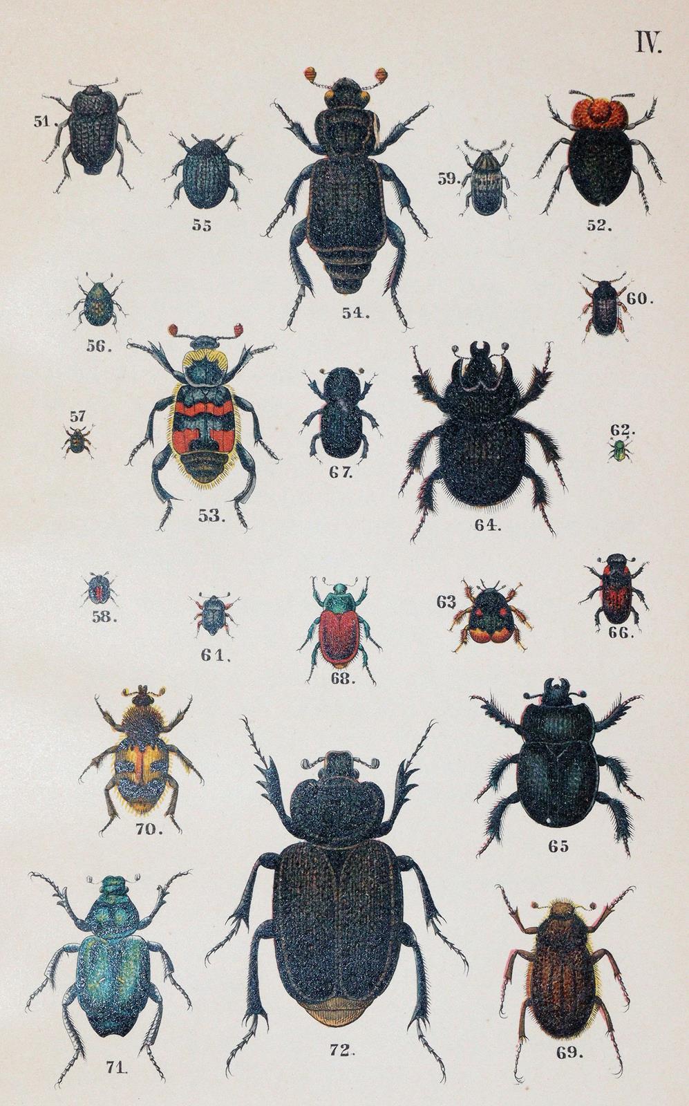 Medicus,W. | Bild Nr.2