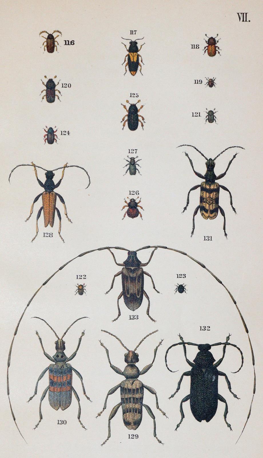 Medicus,W. | Bild Nr.4