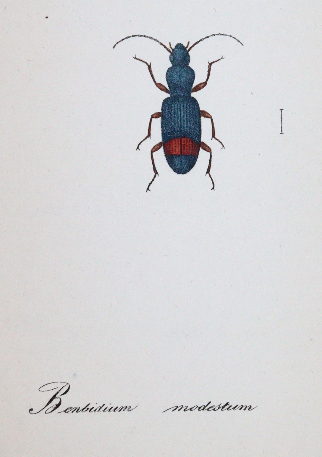 Labram,J.D. | Bild Nr.5