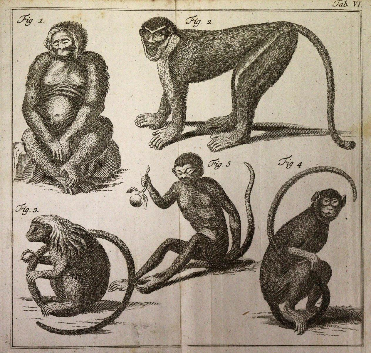 Linné,C.v. | Bild Nr.5