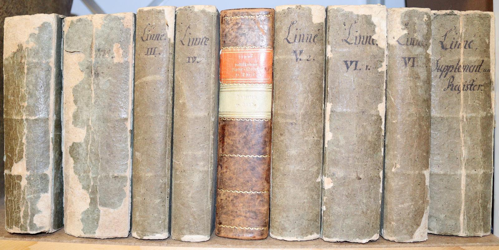 Linné,C.v. | Bild Nr.6