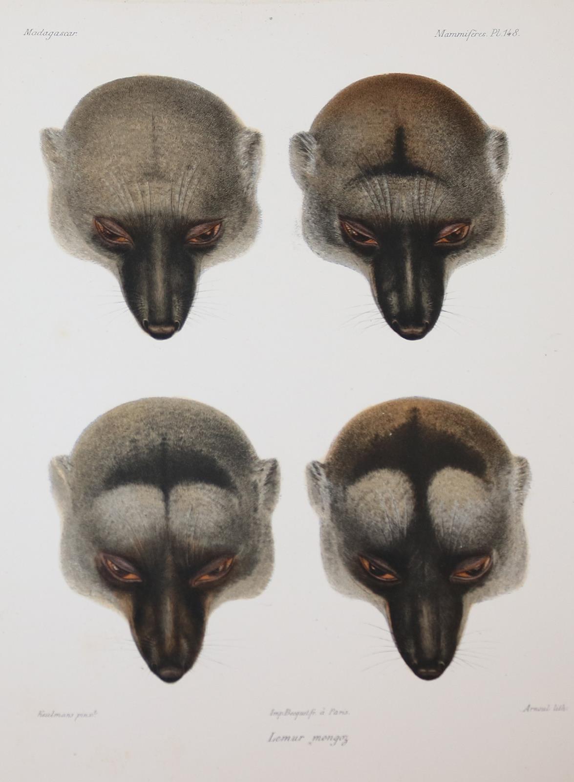 Grandidier,A. | Bild Nr.5