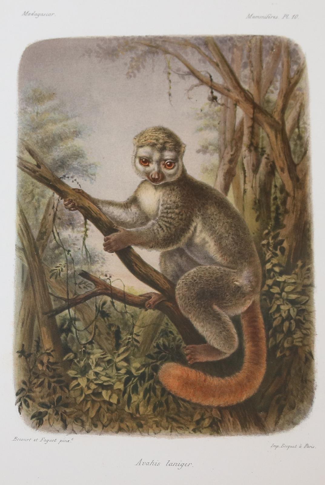 Grandidier,A. | Bild Nr.8