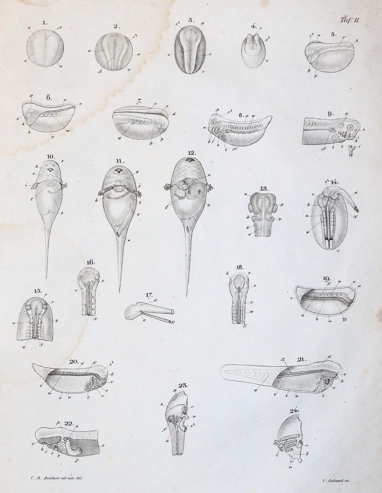 Reichert,K.B. | Bild Nr.2