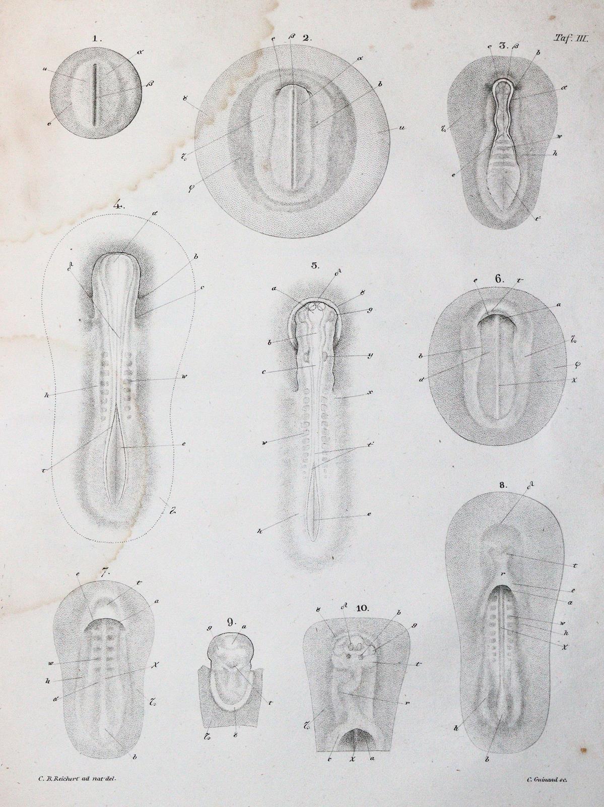 Reichert,K.B. | Bild Nr.3