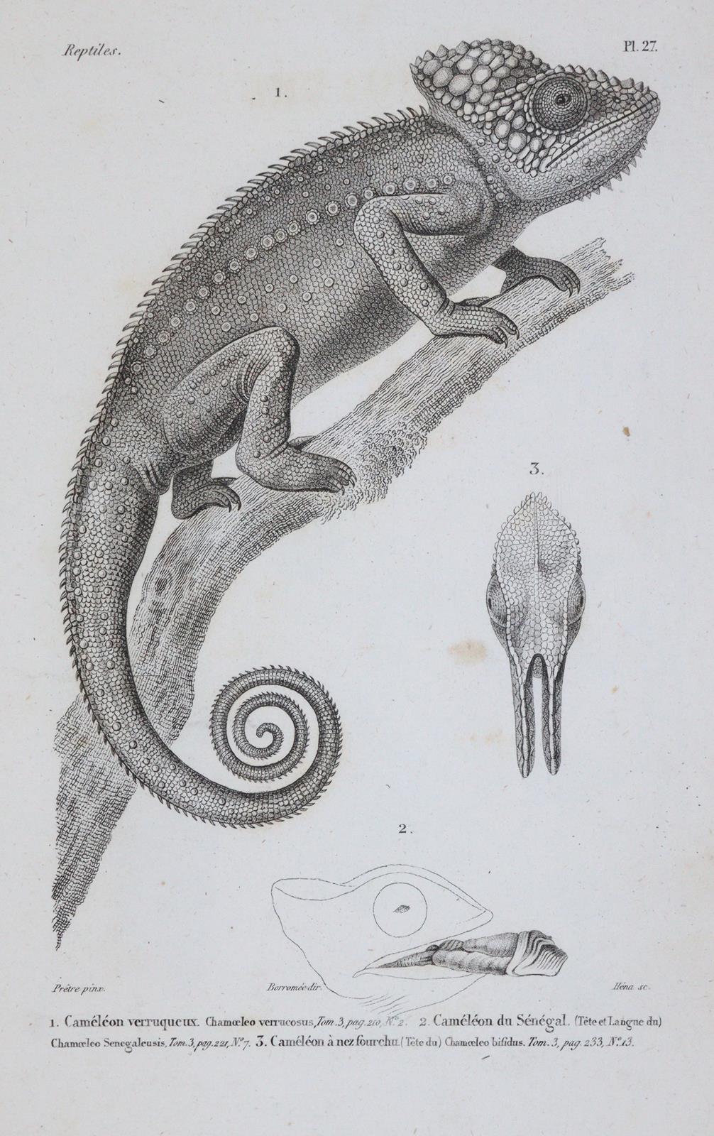 Dumeril,A.M.C. u. G.Bibron. | Bild Nr.2