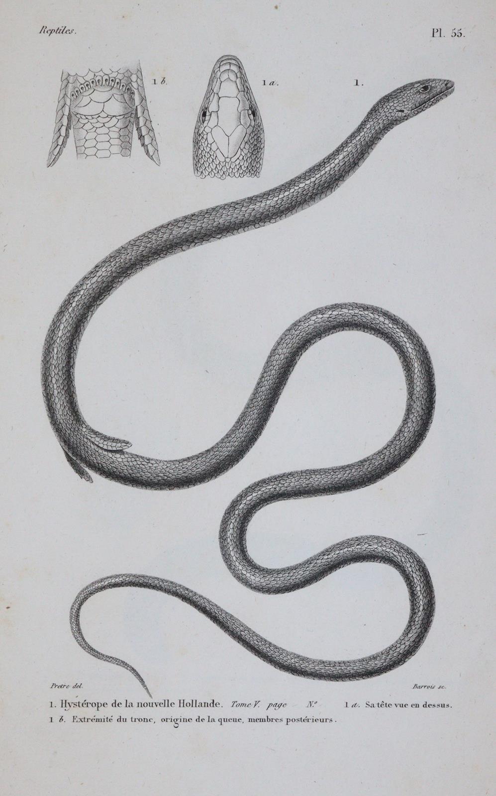 Dumeril,A.M.C. u. G.Bibron. | Bild Nr.3