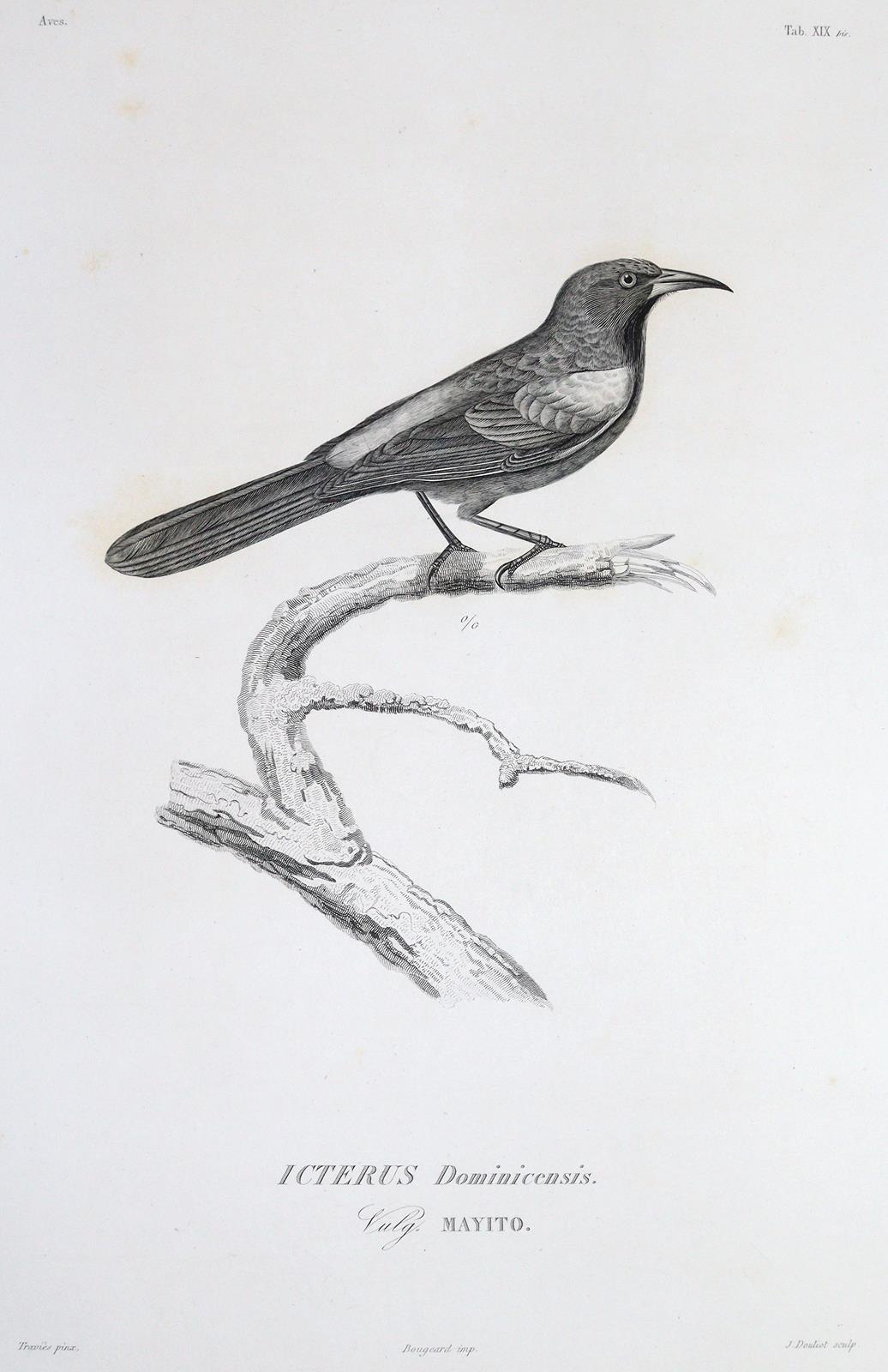 Sagra,R.de la. | Bild Nr.3