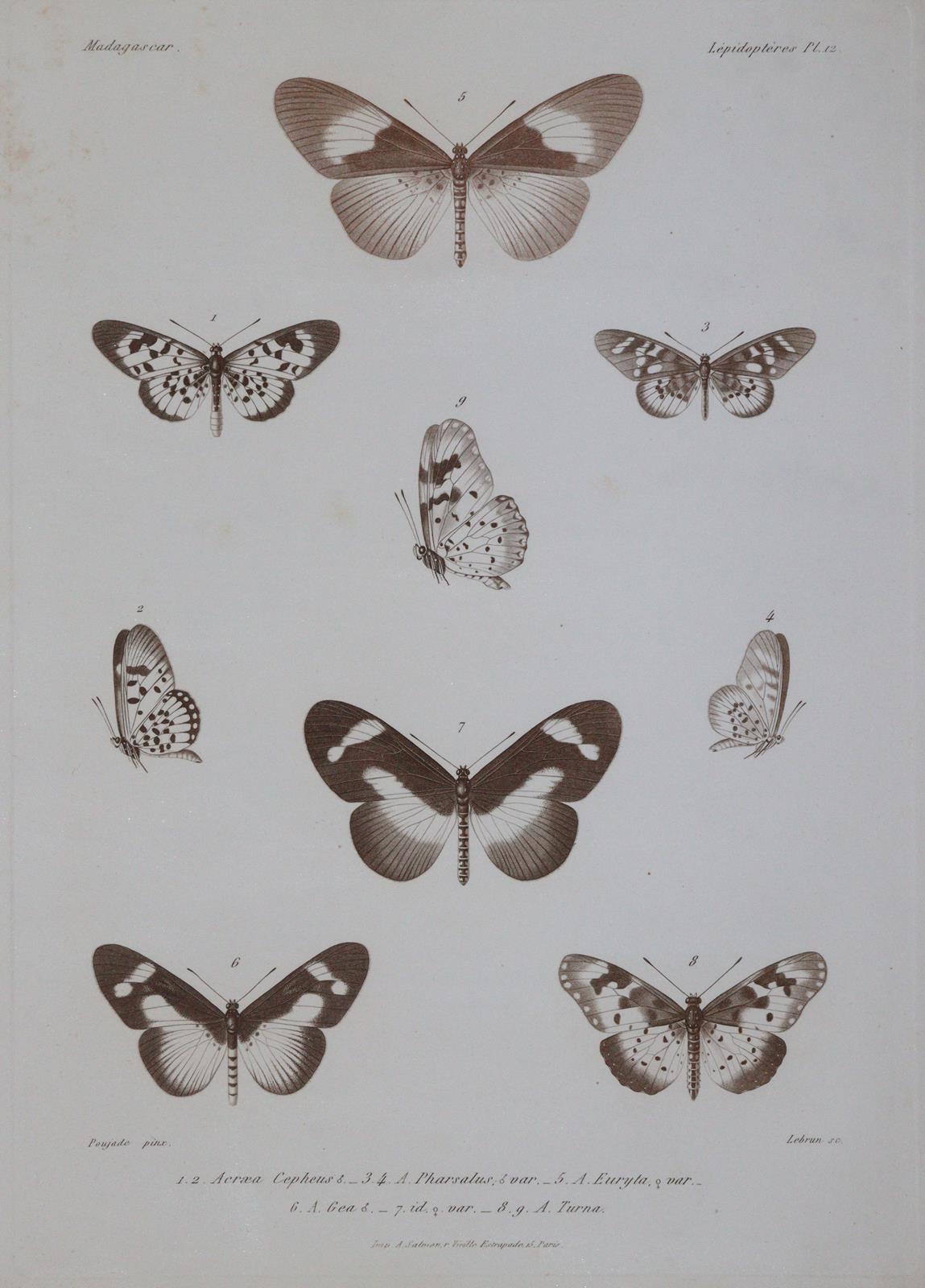 Mabille,P. | Bild Nr.2