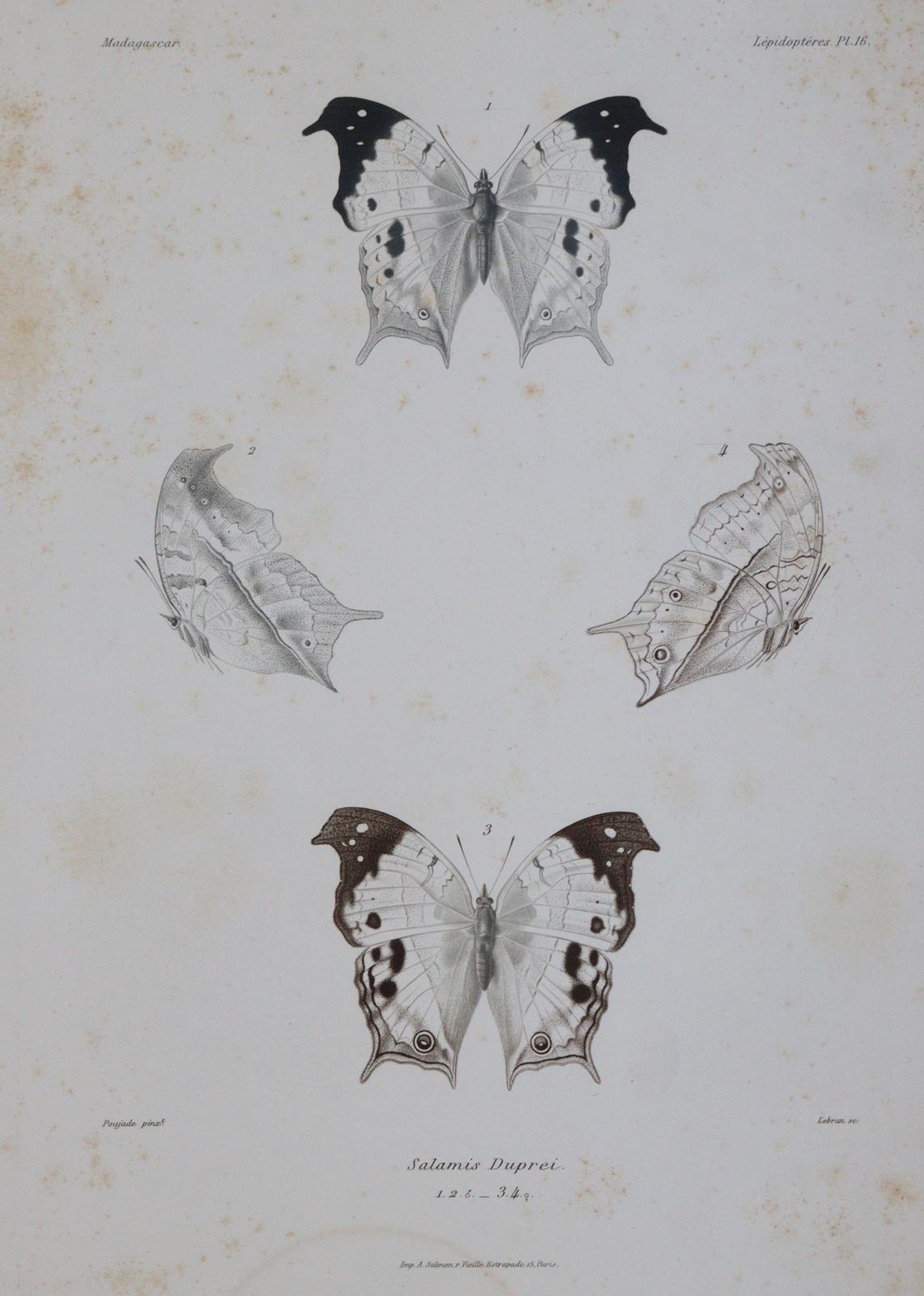 Mabille,P. | Bild Nr.3